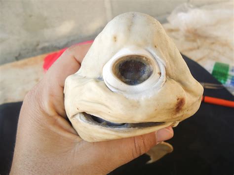 one eyed cyclops shark|CYCLOPS SHARK WITH ONE EYE .